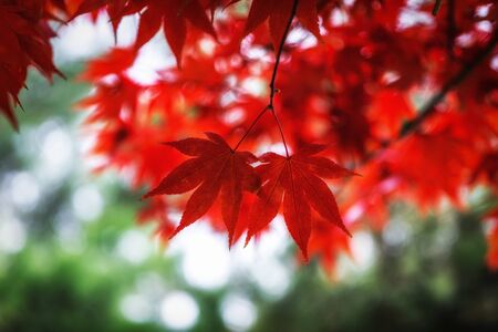 Autumn fall foliage color of a maple tree leaf in seoul, south korea. Taken with the defocused background.の写真素材