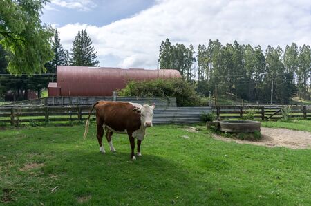 agrodome farm tour viewpoint in rotorua, new zealand. Taken in summer.の写真素材