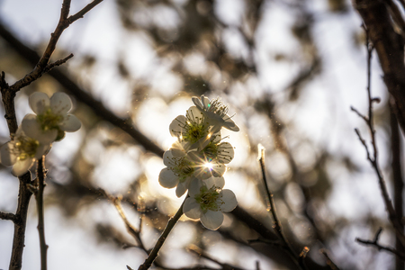 plum flower blossom close up shots taken during spring season . in seoul, south korea.の写真素材