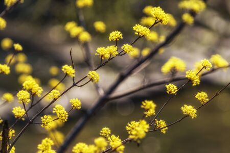 cornus offcinalis or cornealian cherries or korean cornel dogwood taken during spring blossom...
