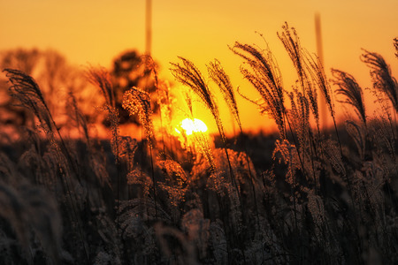 Silhouette of tall reeds or silver grass taken against the sunset. Taken in Haneul Park, Seoul,...