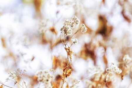 wild shrubs in the winter covered in snow.の写真素材