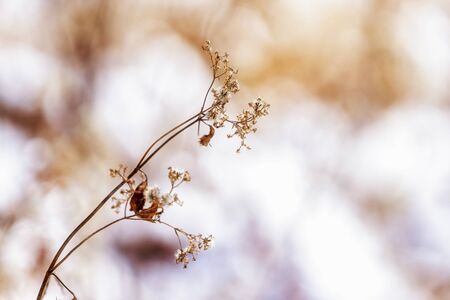 wild shrubs in the winter covered in snow.の写真素材