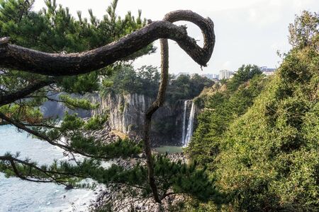Jeongbang waterfall view in the distance framed by the trees and pine tree. Jeju Island, South Koreaの写真素材