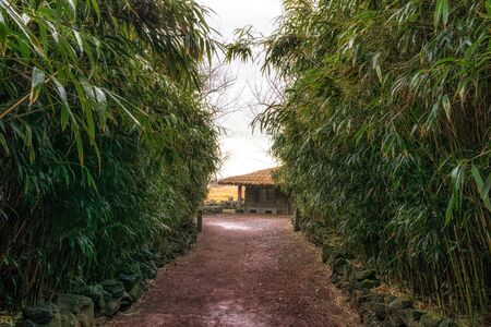a traditional thatched roof house among the bamboo forest. Jeju stone park, South Koreaの写真素材