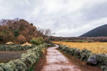 jeju stone park grassland with thatched roof traditional house in jeju island, south koreaの写真素材