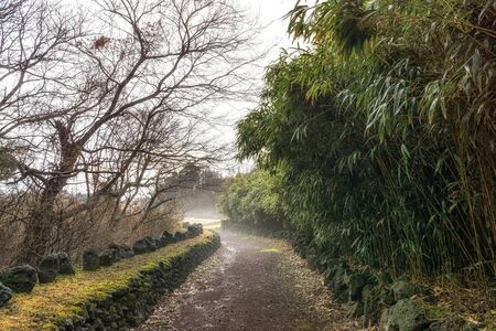 pathway along bamboo forest in jeju stone park in south korea