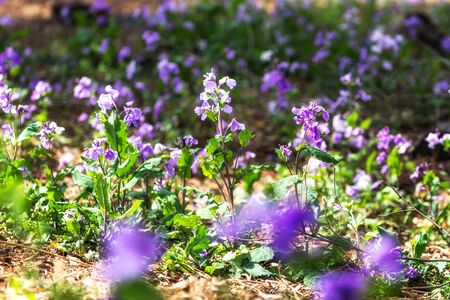 purple orychophragmus violaceus growing wild in seoul national cemetery,の写真素材