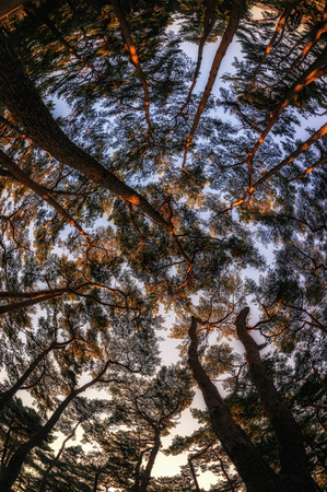 View of the pine tree forest taken straight up with the fisheyes.の写真素材