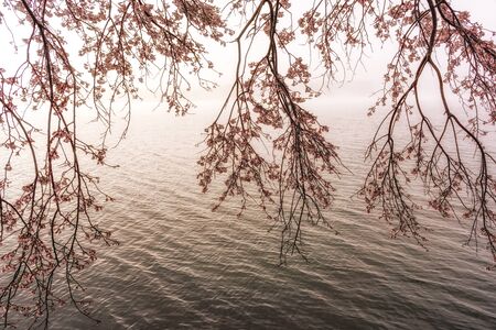 Cherry blossoms hanging over the lakeside in Gyeongpoho in Gangeung South Korea. Taken during cherry blossom seasonの写真素材