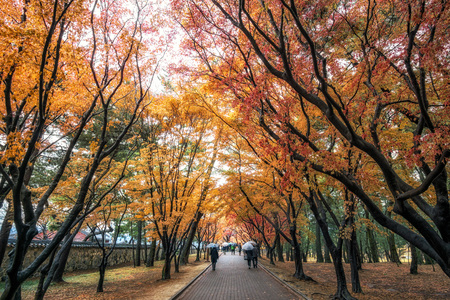 Autumn foliage road during a rainy day in Daereungwon, Gyeongju, South Koreaの写真素材