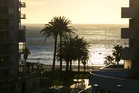 palm trees by the beach in spain. Taken during sunrise hoursの写真素材