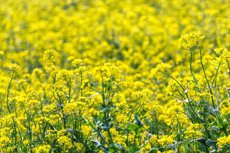 canola flower field in jeju island during canola flower festival nearby seongsan ilchulbongの写真素材