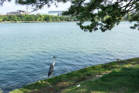 a grey heron walking along side the ohori park lakeside. Fukuoka, Japanの写真素材