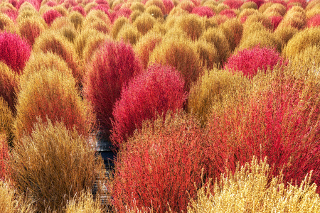 Kochia scoparia blooming during autumn season taken in haneul park, seoul, south koreaの写真素材