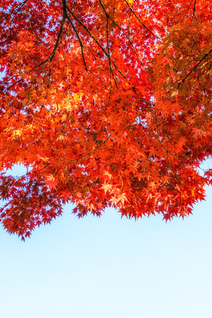 Autumn leaves seasonal foliage change in Changgyeonggung palace in seoul, south koreaの写真素材