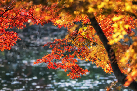 Autumn leaves seasonal foliage change in Changgyeonggung palace in seoul, south koreaの写真素材