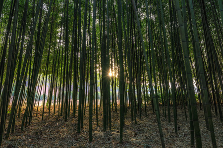 Sunset light through Simnidaebat bamboo forest. The famous bamboo forest in Ulsan Taehwagang River Grand Park has an extensive bamboo field covering the area between taehwa bridge and samho bridge. Ulsan, South Koreaの写真素材