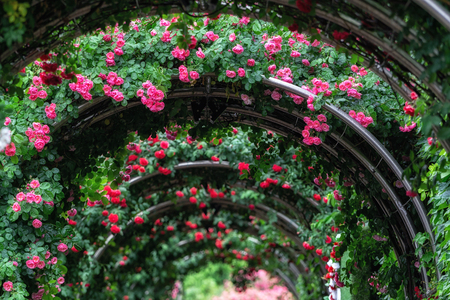 endless tunnel of roses taken during seoul rose festival in Seoul, South Korea.の写真素材