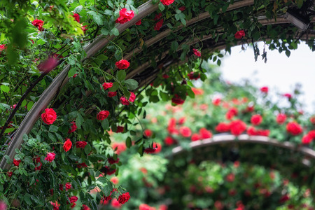 endless tunnel of roses taken during seoul rose festival in Seoul, South Korea.の写真素材