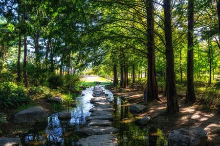 metasequoia trees line up the small stream with stone steps in semiwon garden. Taken in Yangpyeong,...