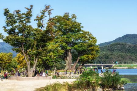 the giant zelkova tree view in dumulmeori in Yangpyeong, South Korea.のeditorial素材