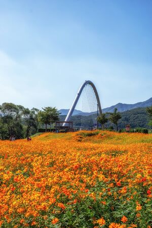 the view of the main bridge leading to the namyangju garden of water park. Taken during cosmos flower blossom season. Famous park near bukhangang river in South Korea.のeditorial素材