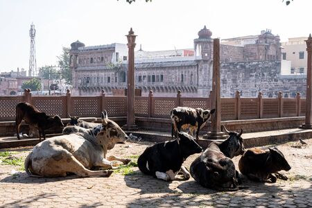cows feeding on the streets in jodhpur in Rajasthan, India. Taken on January 14th 2020のeditorial素材