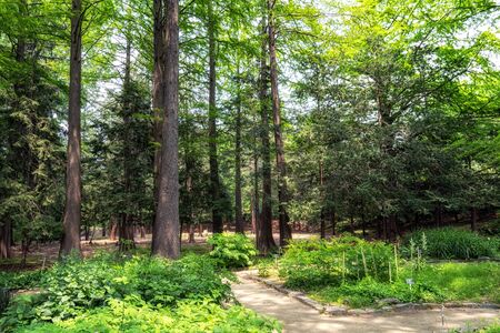 Various flora and trees in Hongneun arboretum taken during summer. Considered the first arboretum in...