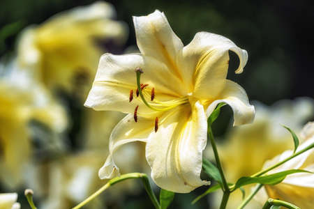 Yellow lilly flowers blossoming in Seoul Forest Park, Seoul, South Korea