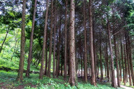 Jindo Island Mujangye forest trail park view. The forest is filled with hinoki cypress trees.