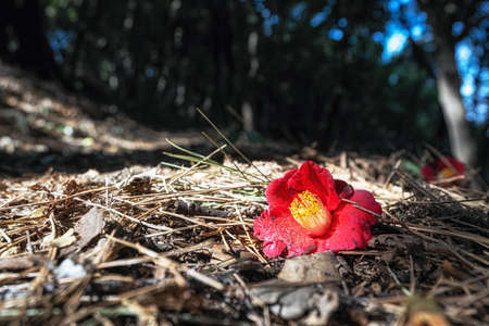 A small camelia flower on the forest ground in Odongdo Island, Yeosu, South Koreaの写真素材