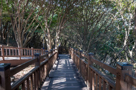 Odongdo island camellia trees forest. Taken in Yeosu, South Korea