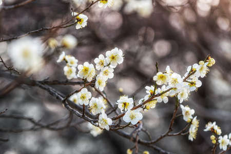 Prunus mume flower or also called maehwa in korean blossoming in springの写真素材