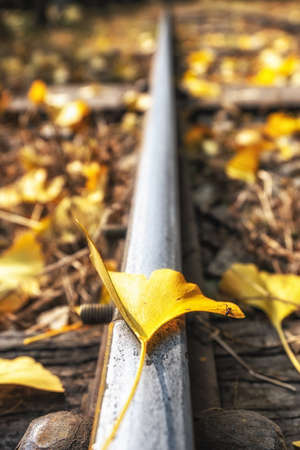 A single autumn foliage gingko leaf on a railroad track with an ant hanging. Taken in Nami Island, South Koreaの写真素材