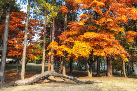 Autumn fall foliage scenery in Nami Island, South Korea