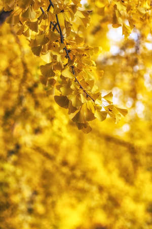 Gingko tree leaves during autumn fall foliage season. Taken in Seoul Forest