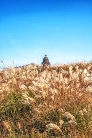Field of tall silver grass with autumn colors in Saebyeol Oreum, Jeju, South Koreaの写真素材