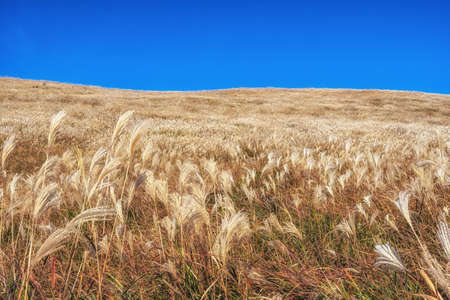 Field of tall silver grass with autumn colors in Saebyeol Oreum, Jeju, South Korea