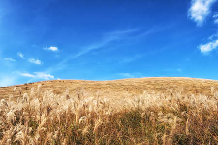 Field of tall silver grass with autumn colors in Saebyeol Oreum, Jeju, South Koreaの写真素材