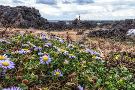 Wild aster hispidus flowers blooming in Biyangdo with the view of Biyangdo lighthouse in the distanceの写真素材