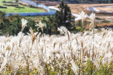 Silver grass taken during autumn season in Saebyeol Oreum, Jeju Island, South Korea