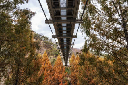 A single suspension bridge in Jangtaesan Recreational Forest in Daejeon, South Korea surrounded in autumn colorsの写真素材