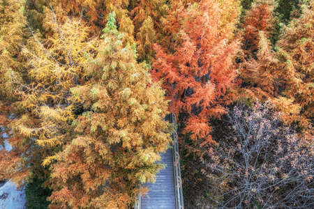Jangtaesan Recreational Forest Skywalk viewed from above the skytower during autumn fall foliage...