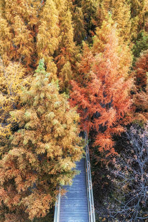 Jangtaesan Recreational Forest Skywalk viewed from above the skytower during autumn fall foliage season. Taken in Daejeon, South Koreaの写真素材