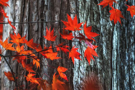 Fall foliage leaves captured against metasequoia tree trunks. Taken in Jangtaesan Recreational...
