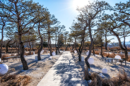 A small trail surrounded by pine tree in a zen garden in Gangneung, south Koreaの写真素材