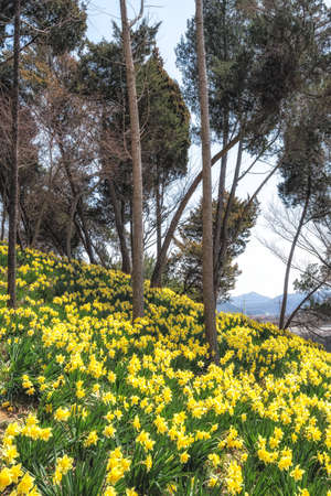 Field of daffodil flowers blossoming around pine trees in Yu Gi Bang Gaok in Seosan, South Korea. Famous tourist attraction in spring.の写真素材