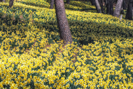 Field of daffodil flowers blossoming around pine trees in Yu Gi Bang Gaok in Seosan, South Korea. Famous tourist attraction in spring.の写真素材