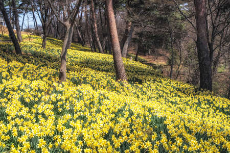 Field of daffodil flowers blossoming around pine trees in Yu Gi Bang Gaok in Seosan, South Korea. Famous tourist attraction in spring.の写真素材